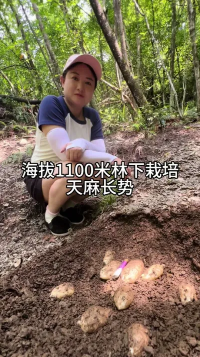 ����1100������ݪֲ 4��3�ա�4��5�ղ��ֵ����ո�������������ΪЧ��զ��#����ݪֲ#���շ���#��������