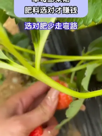 ݮڷѡԲ׬Ǯ @ش—Թ @ش-ˮܷԴͷ @ش-Դͷ #ݪֲС #ݮݪֲ #ũҵݪֲ #ũ֧ũ #ش