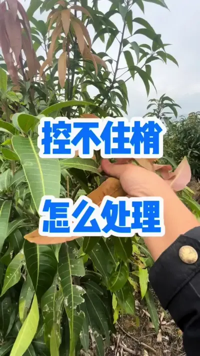 زסҸôóͷ # #԰ #ݪֲ #Ҵٻ