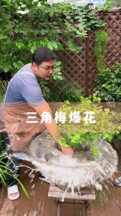 ÷ҪŻС#÷ #ֲ #С֪ʶ