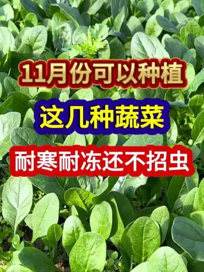 十一月份可以种植这几种耐寒耐冻还不招虫的蔬菜 #蔬菜种植 #农业种植 #种植小技巧 #三农 #分享农业知识帮农民增产增收