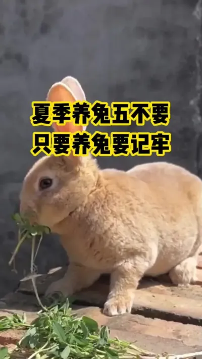夏季养兔五不要，只要养兔得记牢#抖音三农#养殖#养兔
