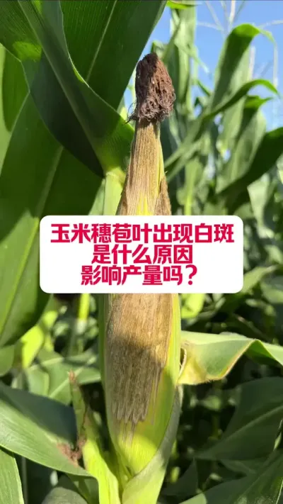 װҶװ߾ô #ũҵݪֲ #ũũ #ũҵ֪ʶ #ݪֲС