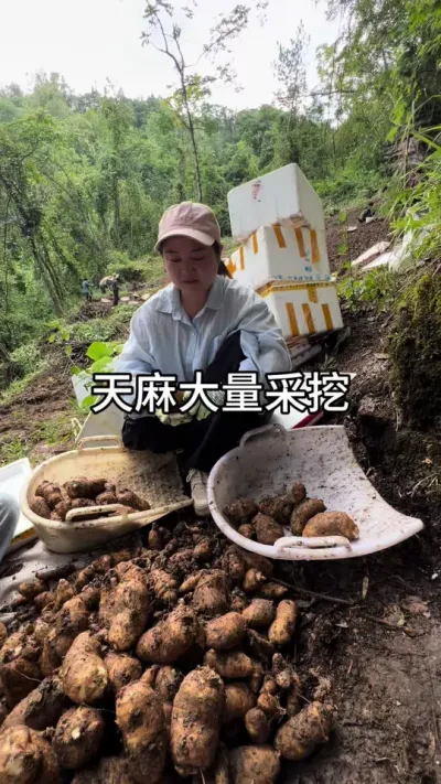  չ#ũݪֲ #ũ #ҵũ @С