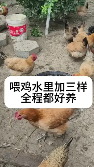 #养鸡#散养土鸡#新手养鸡#养鸡妙招