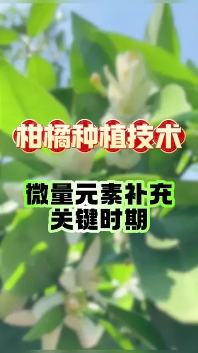 #上热门 🌱【柑橘高产密码：5大时期精准补微，果靓价高就靠它！】🌱#柑橘种植 #助力果农 #沃柑 #砂糖橘