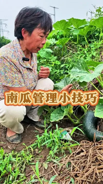 ϹסϵԵԭ֮һ#Ϲ #ũ #߲ݪֲ #߲ #ݪֲС @С @DOU+С @DOU+