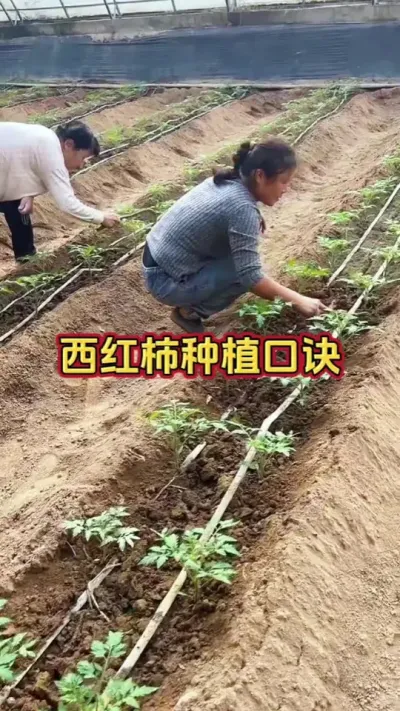 ȫݪֲھѧݪֲר#?ũҵݪֲ #ݪֲ #ũ