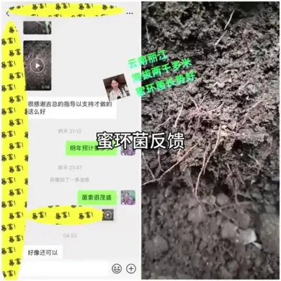 ݪֲۻ #ũݪֲ #ݪֲ #ݪֲ@С