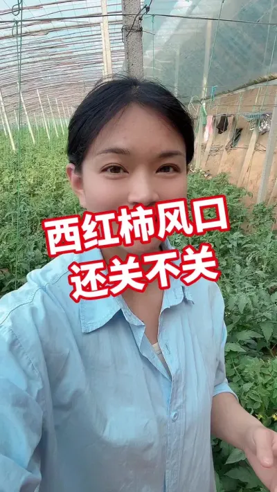 #西红柿种植 #记录我的种植生活 #大棚种植  点个关注 互相学习@抖音小助手
