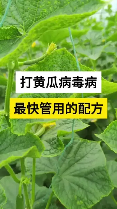 打黄瓜病毒病，最快最管用的配方 #黄瓜 #黄瓜种植 #黄瓜病毒病 #病毒病防治 #抖音助农
