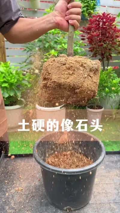 ӲʯͷѹǷû#ֲ #С֪ʶ #İ