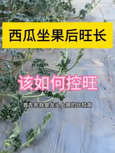 #抖音助农 #抖音助农扶农 #抖音新农人