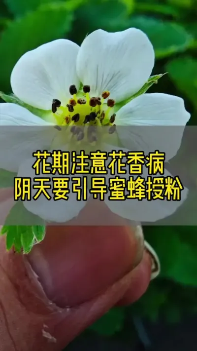 草莓盛花期阴天注意引导蜜蜂干活#草莓种植 #三农