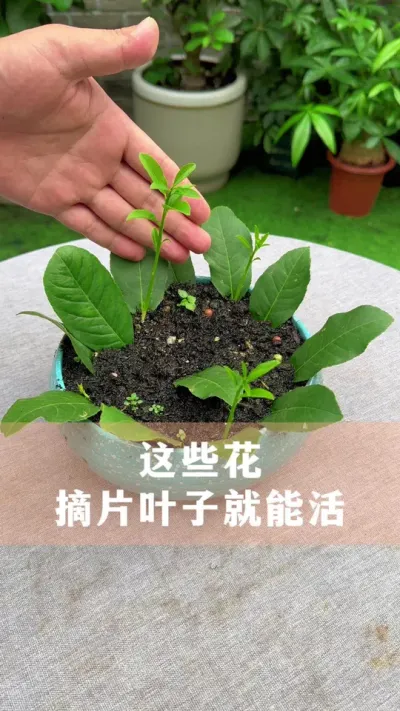 这几种花，摘片叶子就能活#花卉绿植 #扦插 #养花小知识 #爱生活爱养花