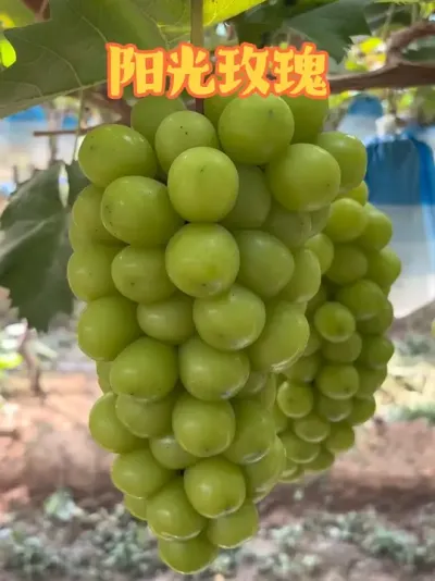 #õ #ũҵݪֲ #С˵ # #ũ