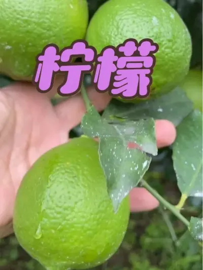 ʲô#ũƷ #ˮݪֲ # #ũ #