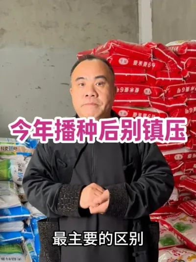 今年播种后别镇压 2025年小麦播后正常耙可以，别镇压！待土壤表面干燥时镇压，特别是旋耕田，镇压还是非常需要的！#农业种植技术