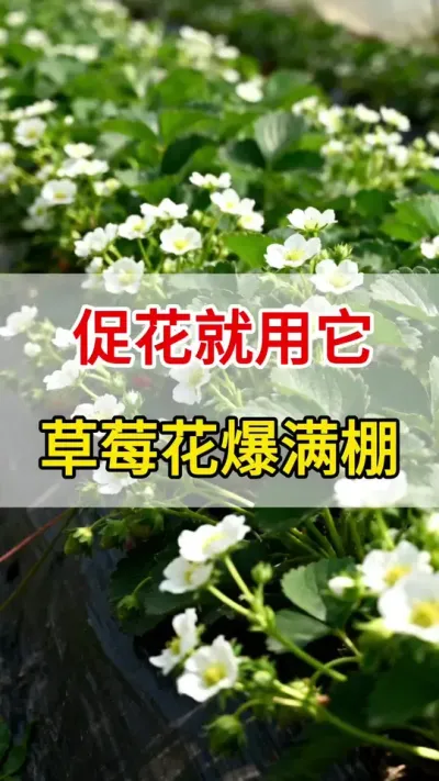 草莓促花用上它，花多果多产量高#促花#三农#花芽分化#三农