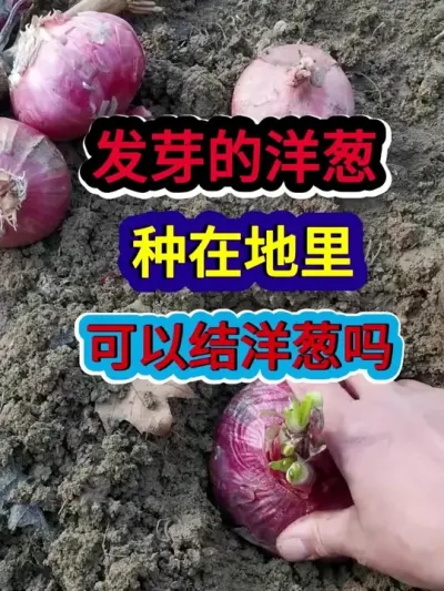 ѿڵԽ #ݪֲ #ũҵݪֲ #ݪֲС #ũ #ũҵ֪ʶũ