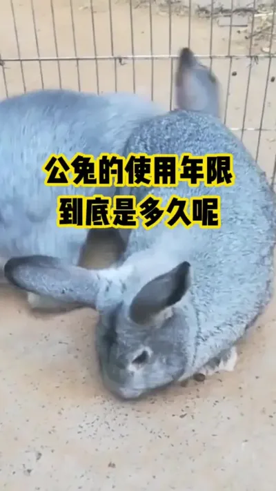 公兔的使用年限，到底是多久呢#抖音三农#养殖#养兔