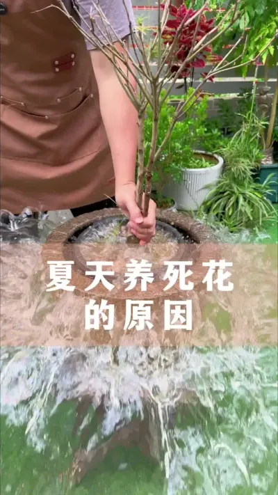 ����������������������Ѱѻ�����#������ֲ #����С֪ʶ #�����İ����� #������������