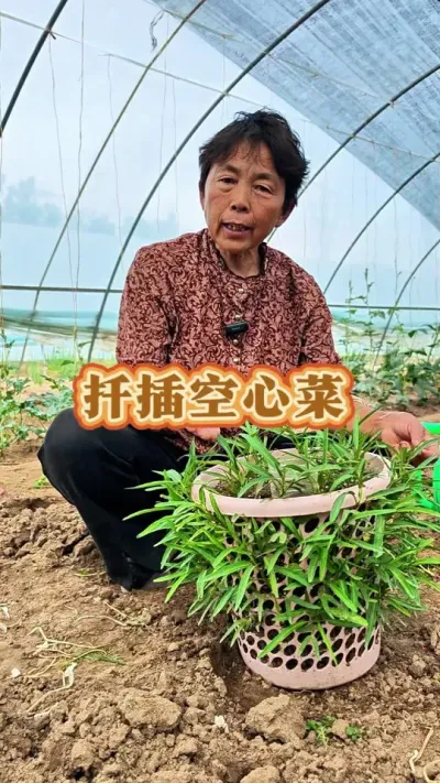 空心菜种植，没有地方种的赶紧收藏起来吧？#空心菜 #三农 #蔬菜种植 #蔬菜杨大姐 #空心菜种植 @DOU+上热门 @抖音创作小助手 @DOU+小助手