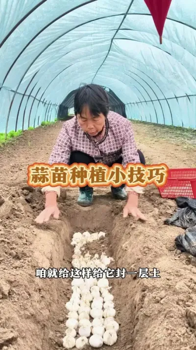 ݪֲС#ũ # # #߲ #ݪֲС @DOU+С @С @DOU+