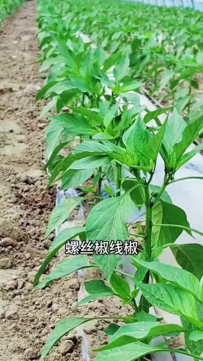 辣椒叶片变黄 枯萎 结不出辣椒     甚至整株枯萎 这是辣椒感染了疫病辣椒用上它，叶片浓绿，茁壮成长，花多果多，产量高#三农 #辣椒种植技术 #农业种植技术