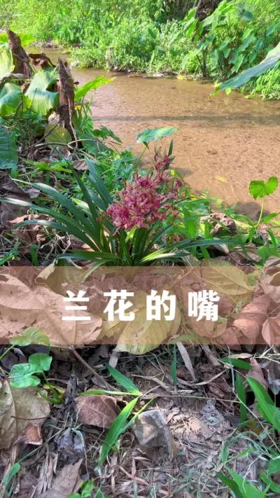 ѿŻһ# #ֲ #С֪ʶ