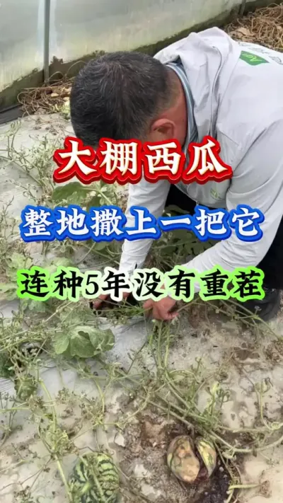 ݪֲ һûز #ݪֲ # #Ϲ #ز