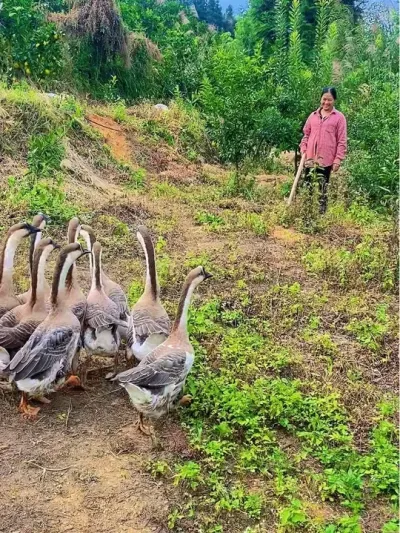 ԰Ķʵץйùǰ׵1ȥһֻ #̬ɢ #ʯ # # #ɢ