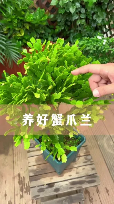 зצ㲢#зצ #ֲ #С֪ʶ