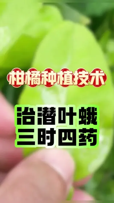 #dou������ ǱҶ���������������ʱ������ҩ�� #����ݪֲ #ǱҶ�� #ɱ��ҩ #ũҵݪֲ