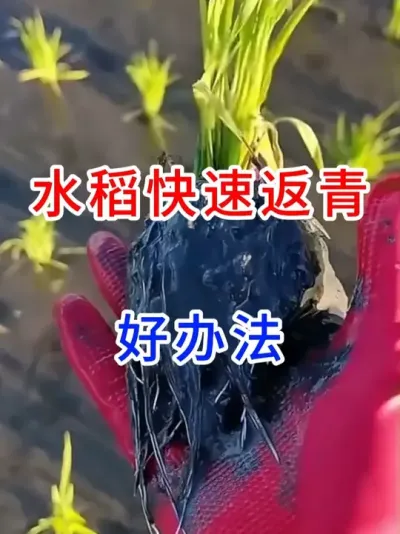 水稻快速返青好办法 #传播农业知识传播正能量   #每天分享农业种植小知识  #春耕进行时  #春耕播种