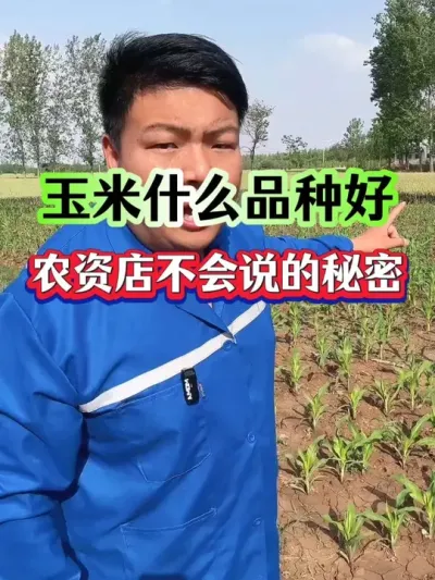 玉米什么品种好？农资店不会说的秘密！ #种植小技巧 #传播农业小知识 #玉米种植 #玉米品种  #玉米高产品种