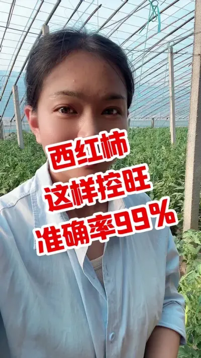 #西红柿种植 #记录我的种植生活 #大棚西红柿  #控旺。点个关注 互相学习吧@抖音小助手