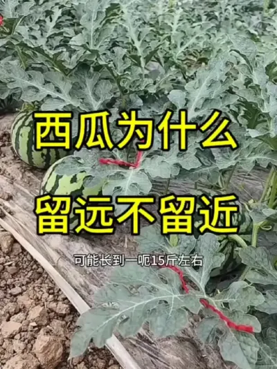#抖音助农扶农 #助农扶农 #农业农村农民