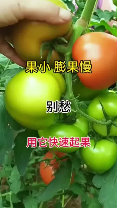 ǵСһ䷽ɸ㶨#?ũҵݪֲ #ٻ #ٻѿֽ