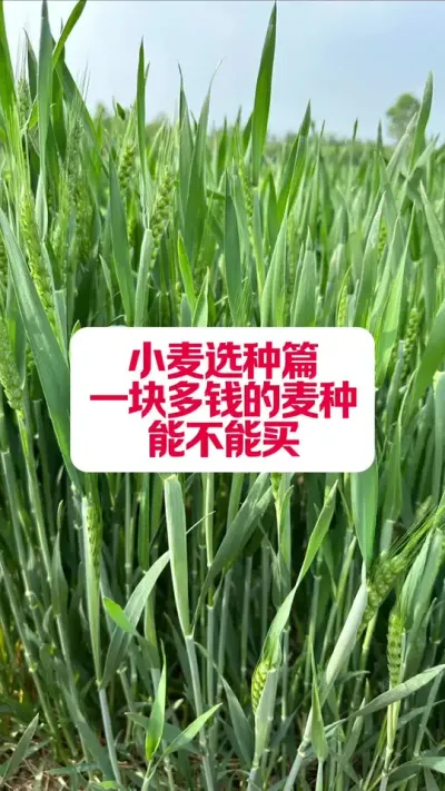 ͼСƷܲ #ݪֲ #ݪֲС #ũ #ũҵ