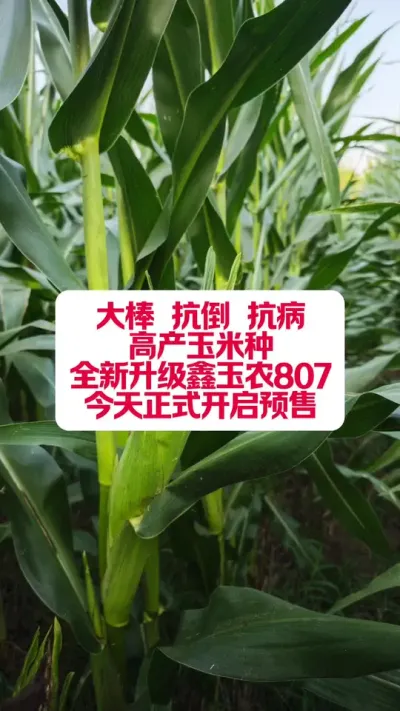 Ʒȫũ807ʽԤۣ #ũҵݪֲ #ũ #ũҵ¸