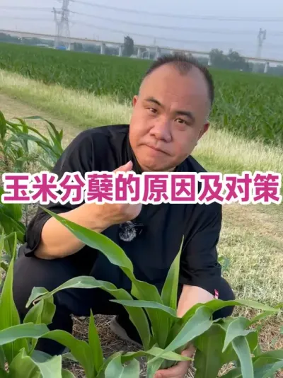 ׷ԵԭɼԲ ԵԭѰ#ũҵݪֲ