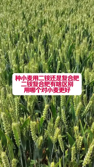 СöվɸϷ#ũҵ֪ʶ #ݪֲС