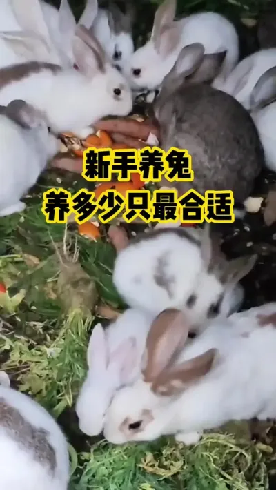 新手养兔养，多少只最合适#抖音三农#养殖#养兔
