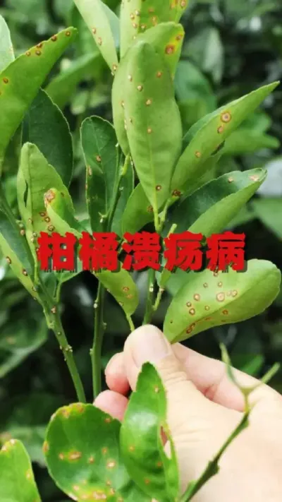 ٴֻҪ䷽#ݪֲ #ٹ # #ũ #ũ