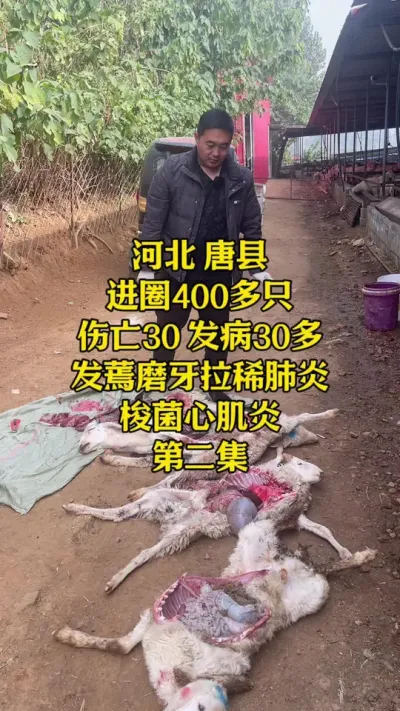 如何预防应急并发症？ 育肥羊应急并发症，发烧 拉稀 肺炎 梭菌……育肥羊如何做应急……#羊应急并发症 #羊应急综合症 #小反刍