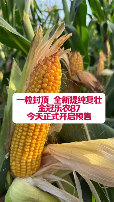 һⶥᴿ׳ũ87ʽԤۣ #ũҵݪֲ #ũ #ũ #ũҵƹ #ũũ