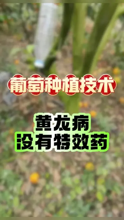 #dou������ ���ٻ�����û����Чҩ������ƭ #��ũ #������ũ�� #����ݪֲ #���ٻ�����