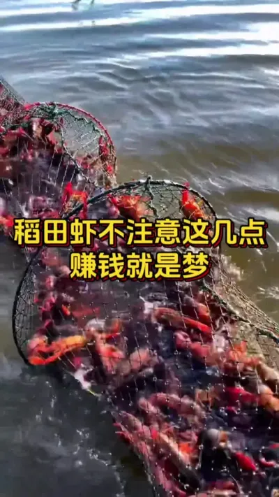 稻田养虾不注意这几点，赚钱就是梦 #养虾人 #养虾 #水产人 #嘉骏集团 #嘉骏新水产