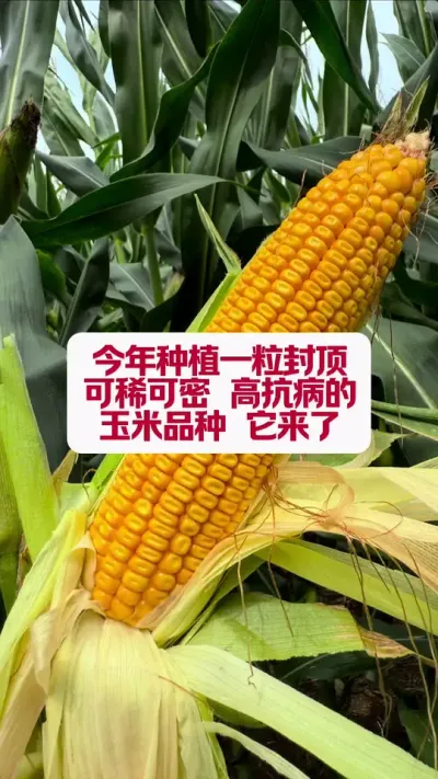 ߲һⶥ #ũҵݪֲ #ũũ #ũ #ԭƵ